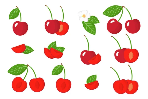 Set Illustrations Cherry Exotic Fruits Flowers Leaves Isolated White Background — Stock Vector