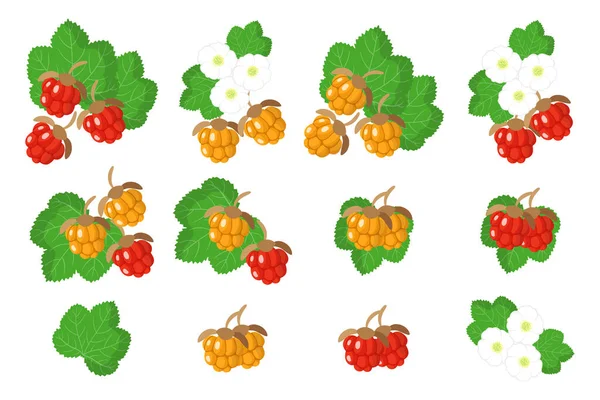 Σύνολο Εικονογραφήσεων Εξωτικά Φρούτα Λουλούδια Και Φύλλα Cloudberry Που Απομονώνονται — Διανυσματικό Αρχείο