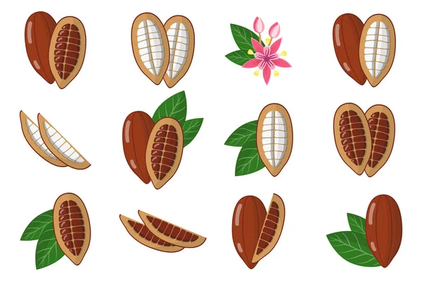 Set Illustrazioni Con Cacao Frutti Esotici Fiori Foglie Isolate Sfondo — Vettoriale Stock
