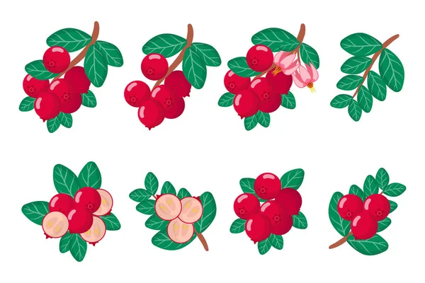 Σύνολο Εικονογραφήσεων Εξωτικά Φρούτα Λουλούδια Και Φύλλα Cranberry Που Απομονώνονται — Διανυσματικό Αρχείο