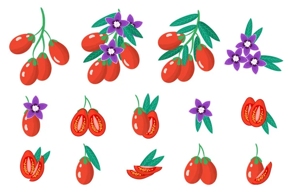 Set Van Illustraties Met Goji Exotische Vruchten Bloemen Bladeren Geïsoleerd — Stockvector