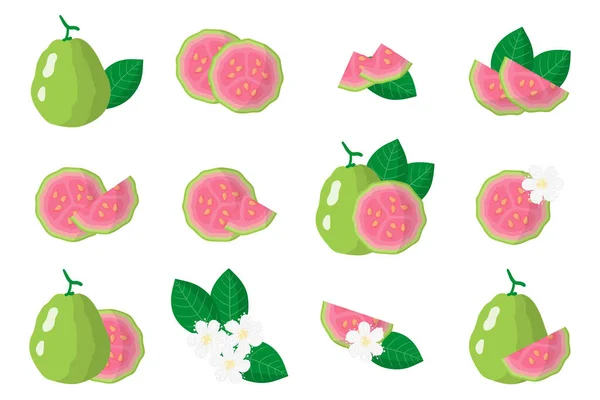Ensemble Illustrations Avec Des Fruits Exotiques Goyave Des Fleurs Des — Image vectorielle