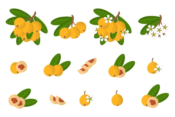 Σύνολο Εικονογραφήσεων Εξωτικά Φρούτα Loquat Λουλούδια Και Φύλλα Που Απομονώνονται — Διανυσματικό Αρχείο