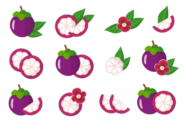 Conjunto Ilustraciones Con Frutas Exóticas Del Mangosteen Flores Hojas Aisladas — Vector de stock