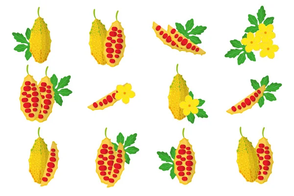 Σύνολο Εικονογραφήσεων Εξωτικά Φρούτα Λουλούδια Και Φύλλα Της Momordica Που — Διανυσματικό Αρχείο