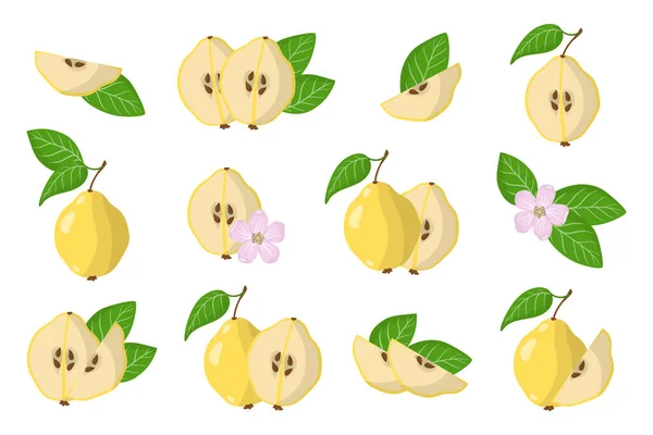 Quince 'in egzotik meyveleri, çiçekleri ve beyaz arka planda izole edilmiş yaprakları olan çizimler. İzole vektör simgeleri ayarlandı.