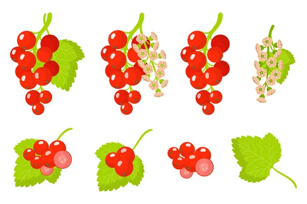 Set of illustrations with Redcurrant exotic fruits, flowers and leaves isolated on a white background. Isolated vector icons set.