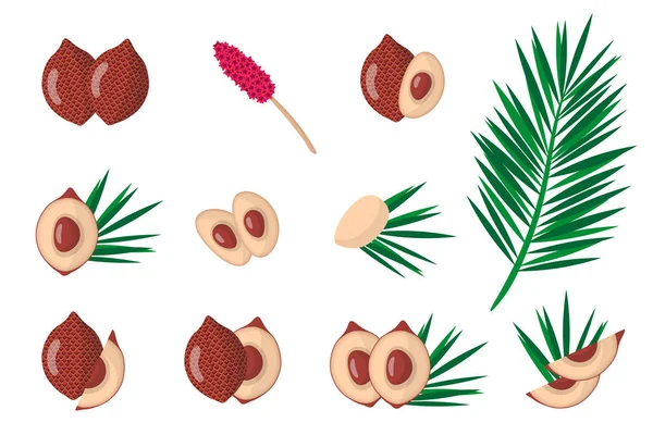Set of illustrations with Salak exotic fruits, flowers and leaves isolated on a white background. Isolated vector icons set.
