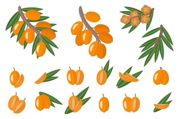 Beyaz arka planda, deniz dikenli egzotik meyveler, çiçekler ve yapraklarla izole edilmiş resimler. İzole vektör simgeleri ayarlandı.