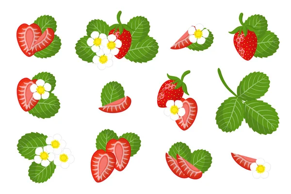 Ensemble Illustrations Avec Des Fruits Exotiques Fraise Sauvage Des Fleurs — Image vectorielle