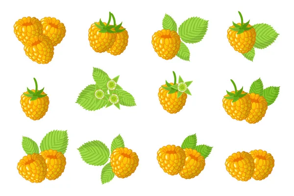 Ensemble Illustrations Avec Des Fruits Exotiques Framboises Jaunes Des Fleurs — Image vectorielle