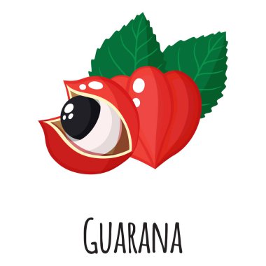 Market tasarımı, etiketi ve ambalajı için Guarana süper gıda meyvesi. Doğal enerji proteini organik gıda. Vektör karikatürü izole edildi.