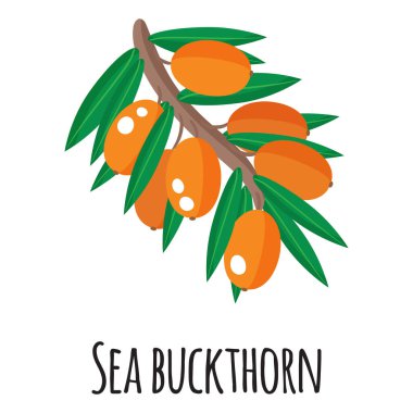 Çiftçi pazarı tasarımı, etiketi ve ambalajı için deniz dikenli süper gıda meyvesi. Doğal enerji proteini organik gıda. Vektör karikatürü izole edildi.