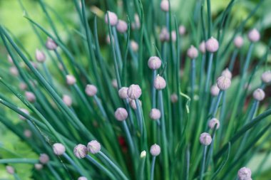 Yakından oklu dekoratif sarımsak çalısı. Doğal ferahlatıcı yeşil arkaplan.
