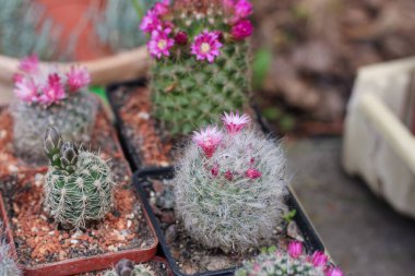 Saksıda çeşitli kaktüsler var..