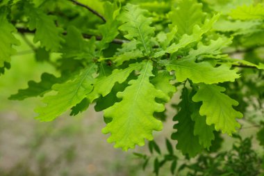 Doğal yeşil arka plan. Genç yeşil yapraklı meşe dalı.