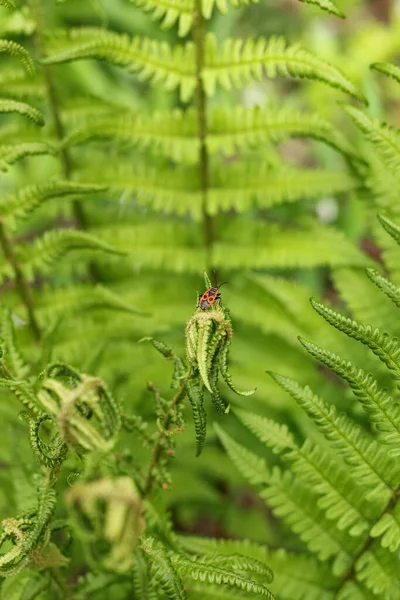 Red Beetle Soldier Sits Green Leaf Fern — Stock Photo, Image