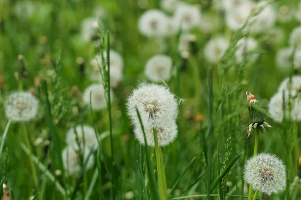 Grüne Lichtung Mit Löwenzahn Natürlicher Hintergrund — Stockfoto