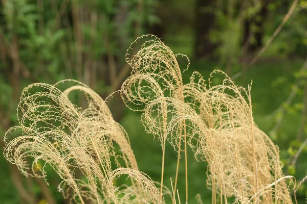 Природний Фон Сухі Рослини Скрученими Стеблами Колосками Зеленому Тлі — стокове фото