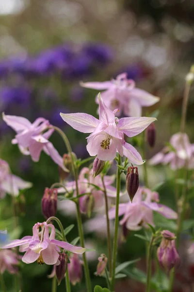 ライラックの花は近くでブルーベルを咲かせます 自然背景 — ストック写真