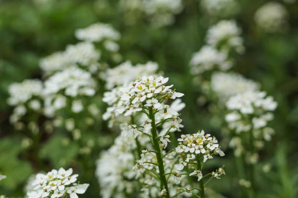 Tráva Malými Bílými Květy Zeleném Pozadí — Stock fotografie