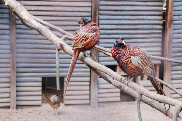 Pair Pheasants Sitting Branch Zoo Cage — Stock Photo, Image