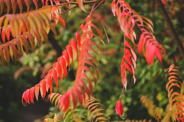 黄色と赤の葉で秋に裸のRhus Bra植物をサマハ — ストック写真