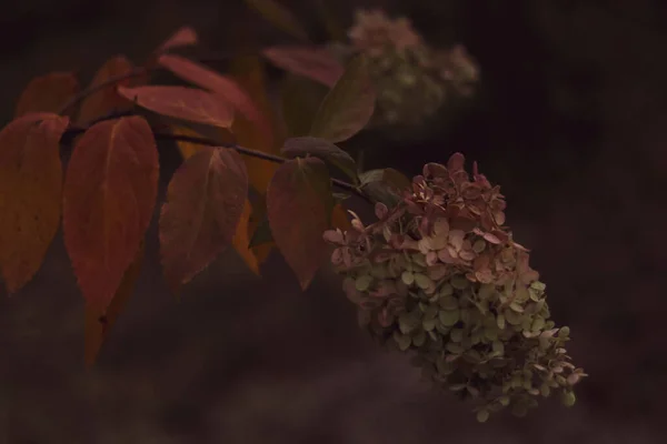 Темний Природний Фон Рожевою Гортензією Сутінках — стокове фото