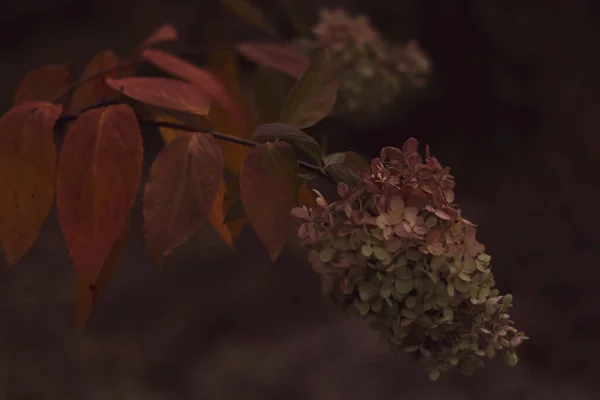 Dark Natural Background Pink Hydrangea Twilight — Stock Photo, Image