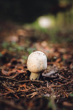 Genç bir şampiyon sonbaharda ormanda büyüyor.