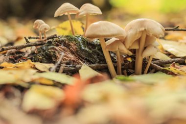 Sonbaharda bir ağaç gövdesinin yanında düşen yaprakların arasında büyüyen bir grup mantar.