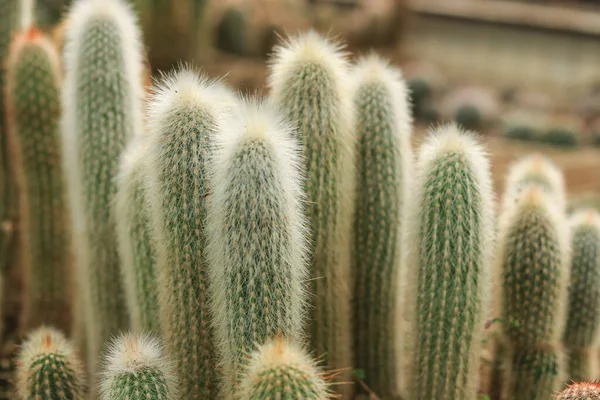 Viele Lange Flauschige Kakteen Gewächshaus — Stockfoto