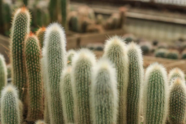 Viele Lange Flauschige Kakteen Gewächshaus — Stockfoto