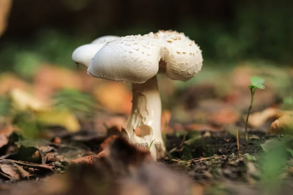 Champiñón Creciendo Otoño Entre Hojas Caídas —  Fotos de Stock