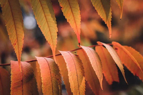 緑と赤の葉で秋に裸のRhus Bra植物をサマハ — ストック写真