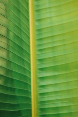 Büyük yeşil yapraktan yapılmış tropik çiçek deseni