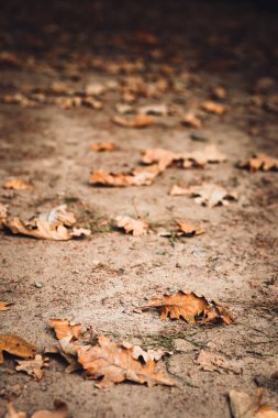 Yerde düşmüş meşe yaprakları olan soyut bir arka plan