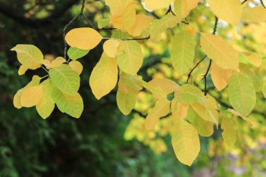 Sarı manolya yapraklı sonbahar doğal arka planı