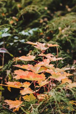 Genç bir akçaağaç, çalılıkların arasında kırmızı yaprakları var.