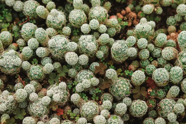 Hintergrund Aus Vielen Kleinen Kakteen Von Oben — Stockfoto