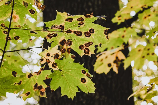 Black Spot Green Maple Leaves Phyllosticta Plant Diseases — Stock Photo, Image