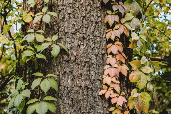 Fondo Otoñal Con Hojas Hiedra Roja Tronco Árbol —  Fotos de Stock