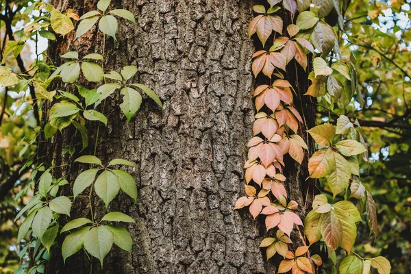 Autumn Background Red Ivy Leaves Tree Trunk — Stock Photo, Image