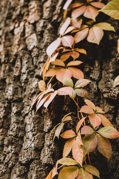 Fondo Otoñal Con Hojas Hiedra Roja Tronco Árbol —  Fotos de Stock