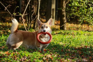 Galli Corgi köpeği güneşli bir günde dişinde kırmızı bir oyuncak tutuyor.