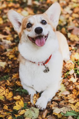Galli Corgi köpeği sonbaharda sarı yapraklarla çimlere uzanır.
