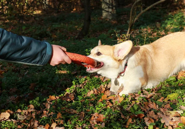 Welsh Corgi Σκυλί Τραβάει Ένα Παιχνίδι Από Χέρι Του Ιδιοκτήτη — Φωτογραφία Αρχείου