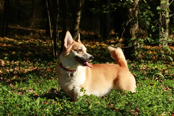 Herbstporträt Eines Walisischen Corgi Hundes Einem Sonnigen Tag — Stockfoto