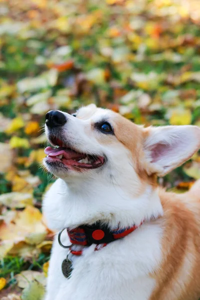 ウェールズのCorgi犬は黄色の葉を持つ草の上に秋に座っています — ストック写真