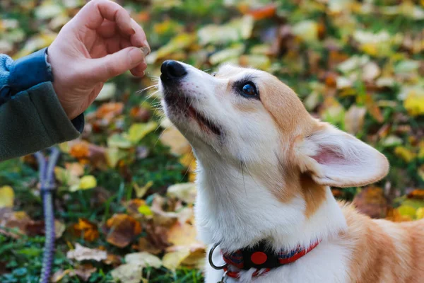 濡れたコルギ犬は 所有者の手の治療のためにその銃口を伸ばします — ストック写真